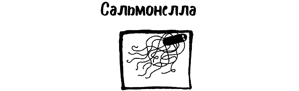 Микроб редко приходит один. Как микроорганизмы влияют на нашу жизнь - i_009.png