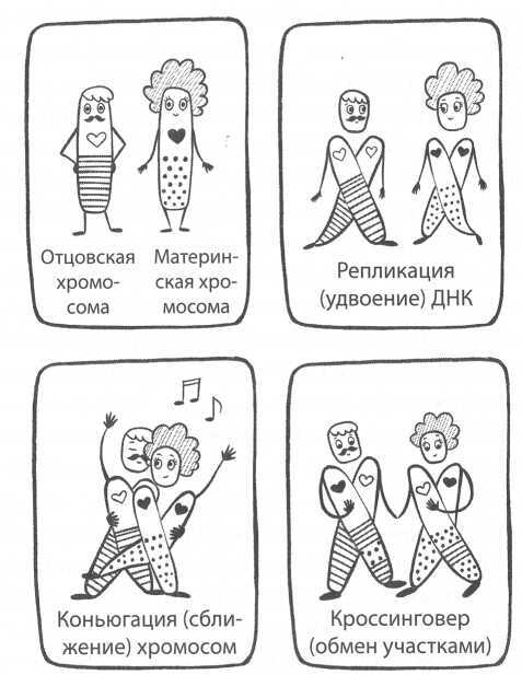 Человек редактированный, или Биомедицина будущего - image4.jpg