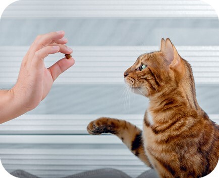 Главная книга владельца кошки - i_017.jpg