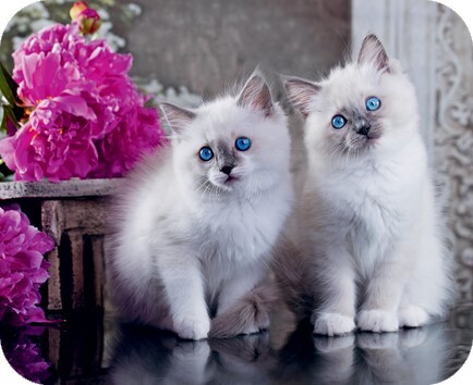 Главная книга владельца кошки - i_019.jpg