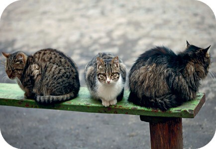 Главная книга владельца кошки - i_025.jpg