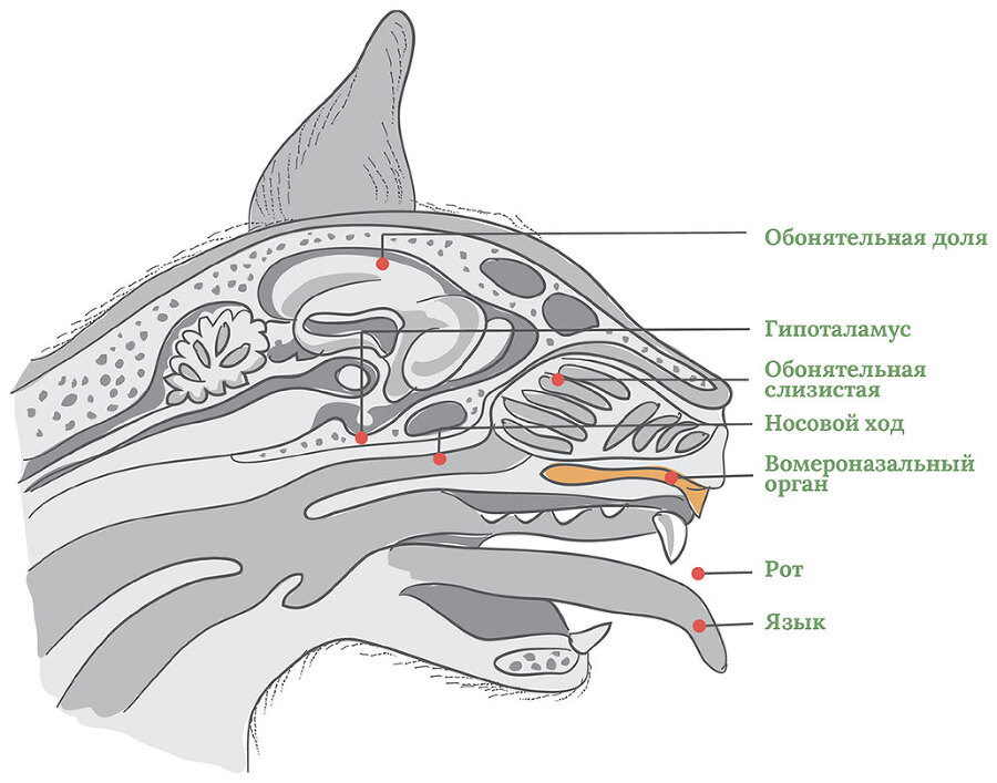 Главная книга владельца кошки - i_030.jpg
