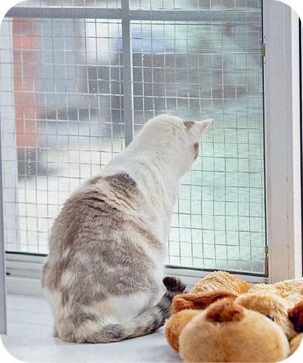 Главная книга владельца кошки - i_047.jpg