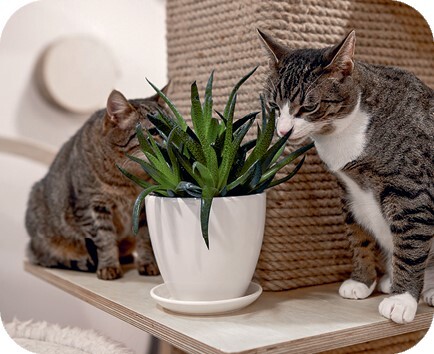 Главная книга владельца кошки - i_055.jpg