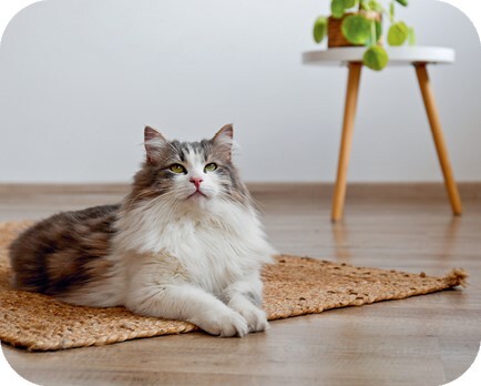 Главная книга владельца кошки - i_069.jpg