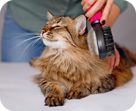 Главная книга владельца кошки - i_087.jpg