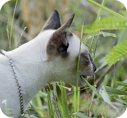 Главная книга владельца кошки - i_113.jpg