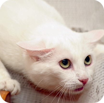 Главная книга владельца кошки - i_122.jpg