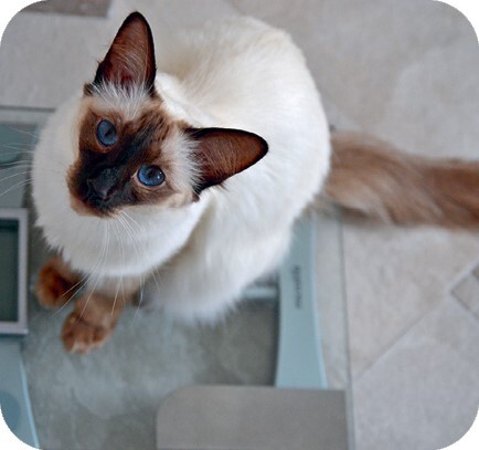 Главная книга владельца кошки - i_123.jpg