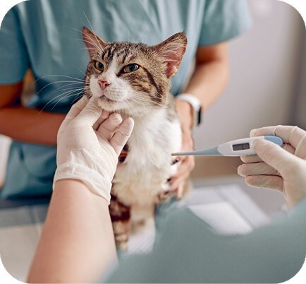 Главная книга владельца кошки - i_124.jpg