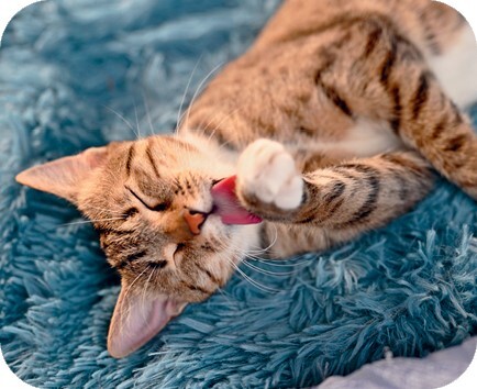 Главная книга владельца кошки - i_125.jpg