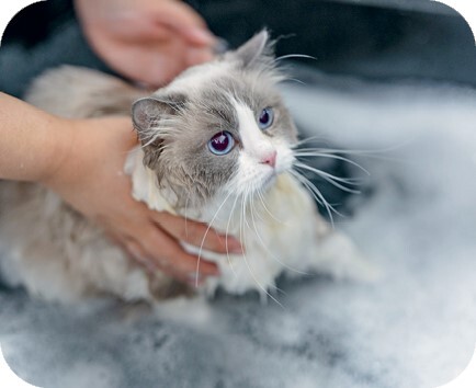 Главная книга владельца кошки - i_129.jpg