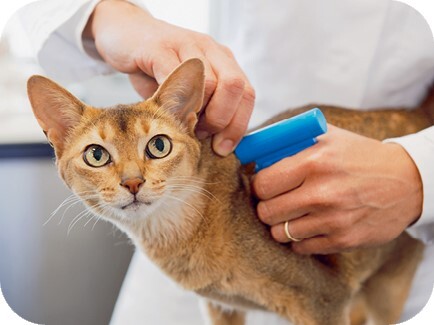 Главная книга владельца кошки - i_130.jpg