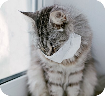 Главная книга владельца кошки - i_131.jpg