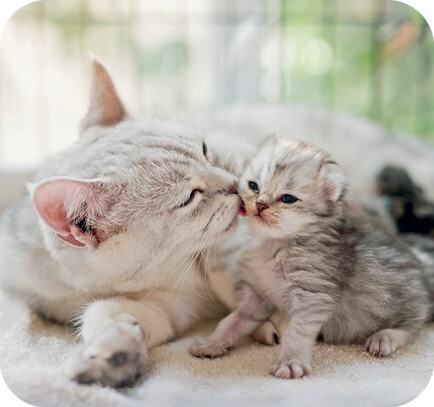 Главная книга владельца кошки - i_134.jpg