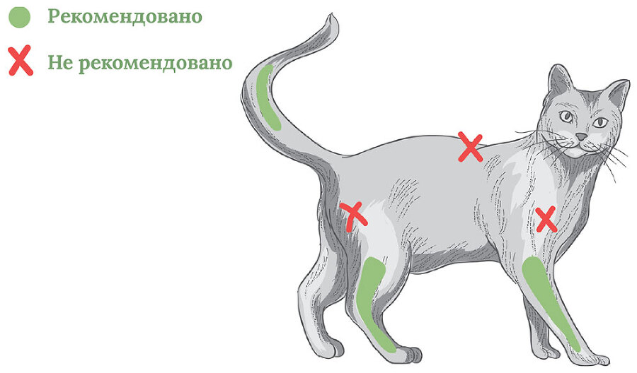 Главная книга владельца кошки - i_139.jpg