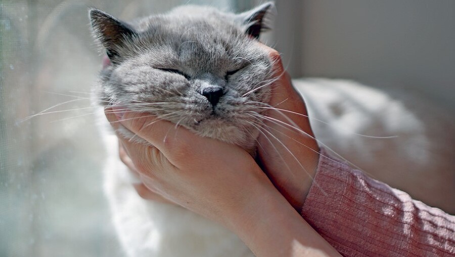 Главная книга владельца кошки - i_140.jpg