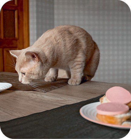 Главная книга владельца кошки - i_144.jpg