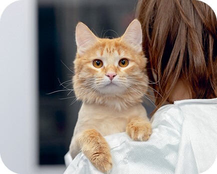 Главная книга владельца кошки - i_145.jpg