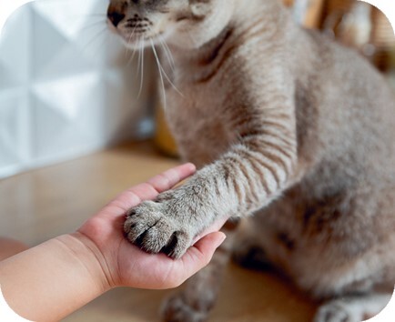 Главная книга владельца кошки - i_148.jpg