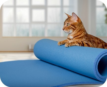 Главная книга владельца кошки - i_149.jpg