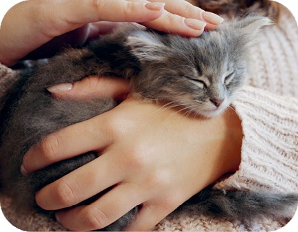 Главная книга владельца кошки - i_150.jpg