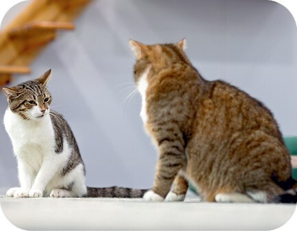 Главная книга владельца кошки - i_154.jpg