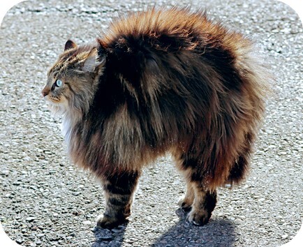 Главная книга владельца кошки - i_160.jpg