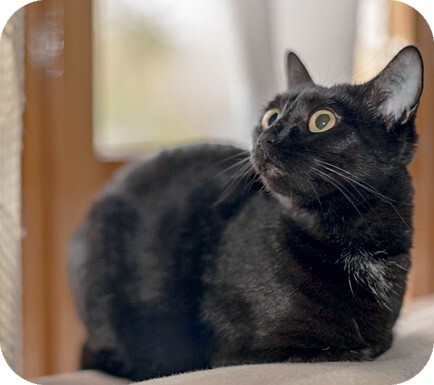 Главная книга владельца кошки - i_173.jpg