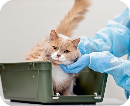 Главная книга владельца кошки - i_186.jpg