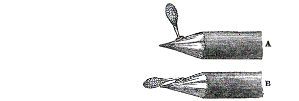 Скандальная правда о сексуальной жизни растений (СИ) - i_040.png