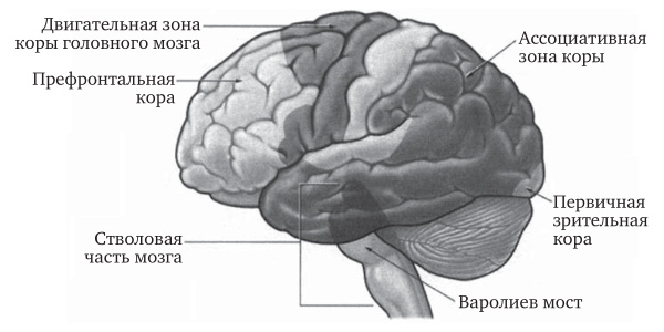 Мозг во сне. Что происходит с мозгом, пока мы спим - pict2_1.jpg
