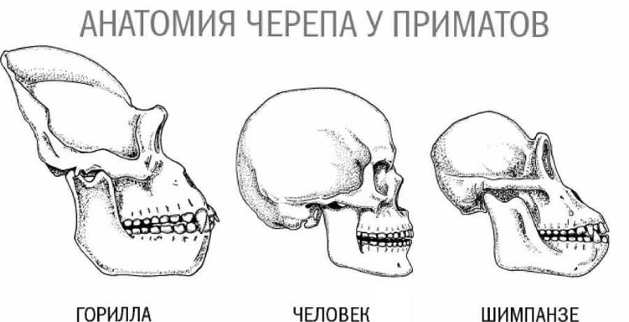 Тайны мозга - i_008.jpg