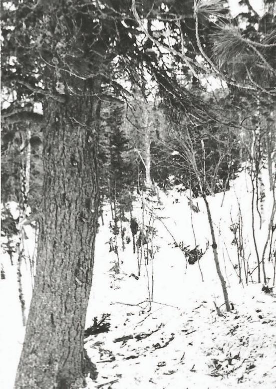 "Перевал Дятлова". Компиляция. Книги 1-9 (СИ) - i_010.jpg