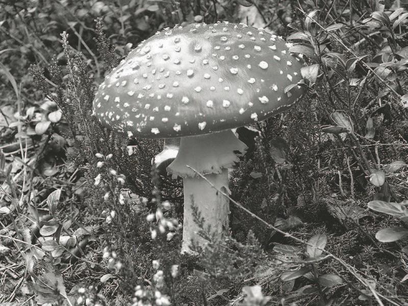 "Перевал Дятлова". Компиляция. Книги 1-9 (СИ) - i_046.jpg