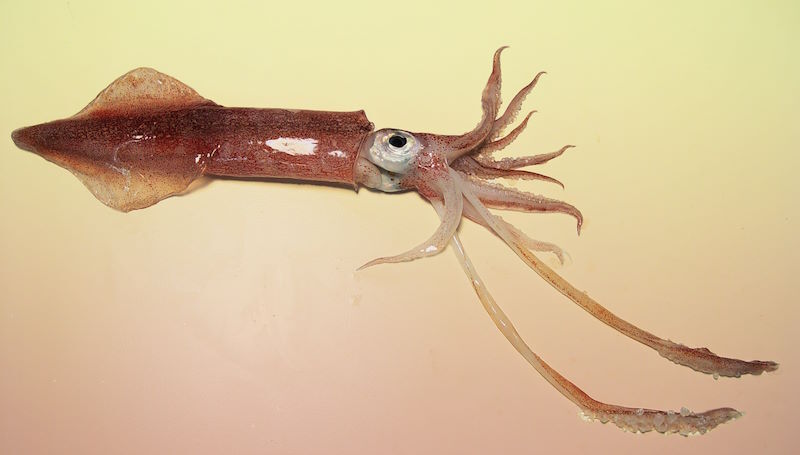 Охота на электроовец. Большая книга искусственного интеллекта - image146.jpg