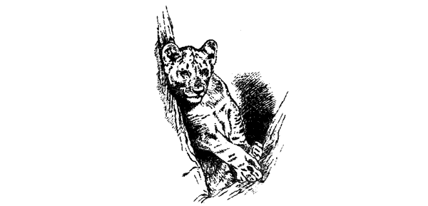 Там, где бродили львы. Последние из свободных - i_090.png